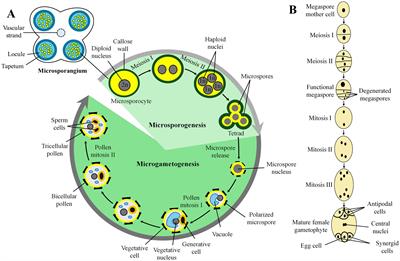 Ovule and seed development of crop plants in response to climate change